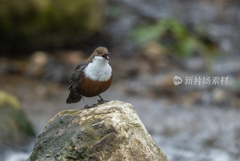 会唱歌的白喉鹬(Cinclus Cinclus)